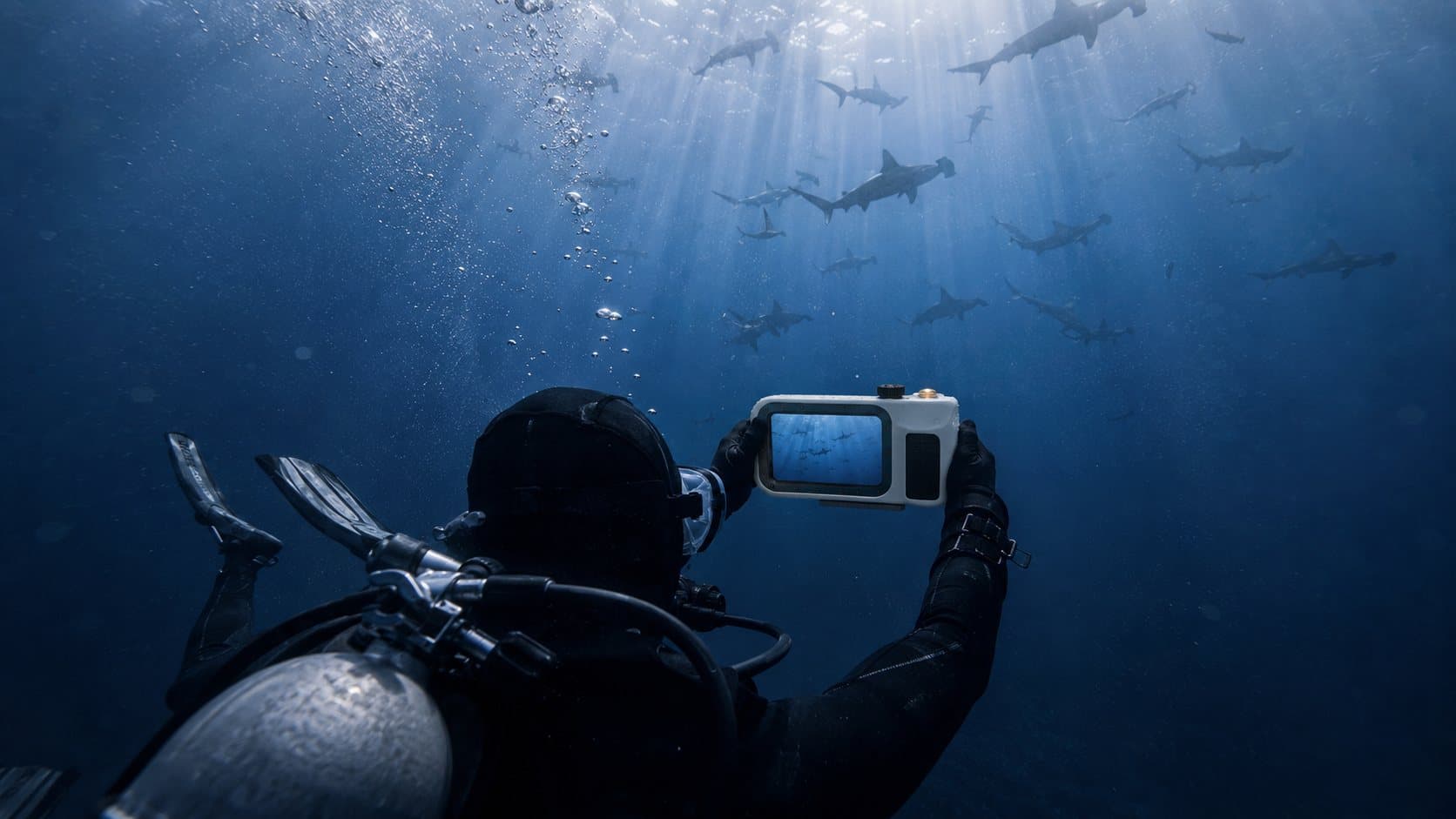 A diver filming a school of hammerhead sharks in open water