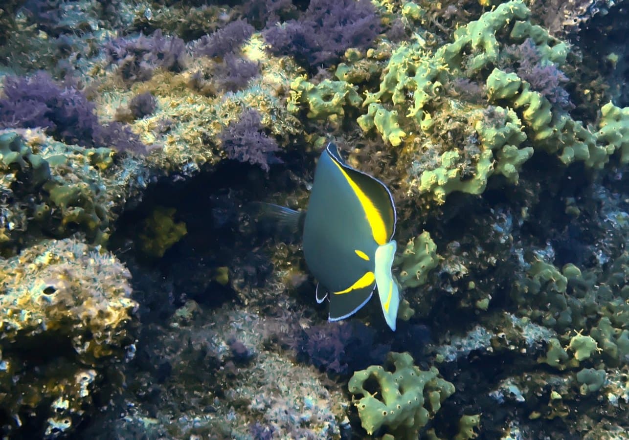 The same photo with ScubaCam's color correction preview